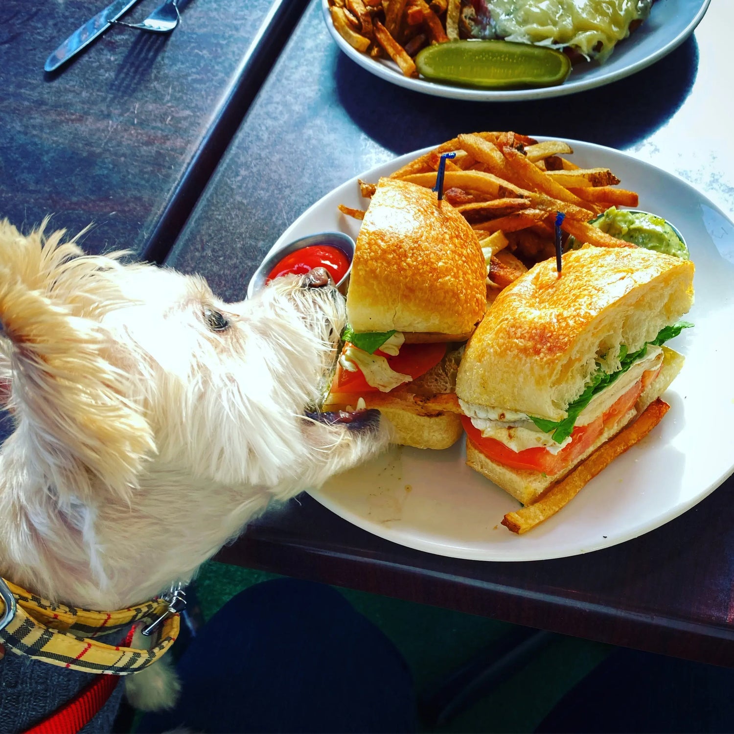 Pet bandanas and bowls for the foodie pet and human